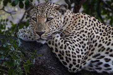 close up of leopard