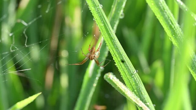 Philodromidae spider in rice field. Its common names&nbsp;philodromid crab spiders&nbsp;and&nbsp;running crab spiders. This is a&nbsp;family&nbsp;of&nbsp;araneomorph&nbsp;spiders.