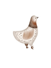 Chicken painted in watercolour style Bird for various designs Bird in transparent  background