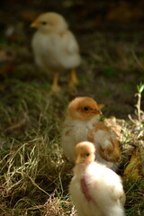 Trois poussins différents en plein-air dans l'herbe