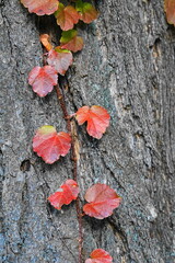 木の幹に這うツタ