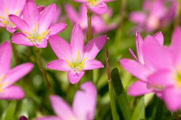Fototapeta premium pink flowers in the garden