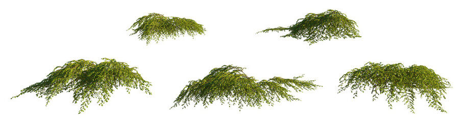 Stephanandra plant collection isolated PNG on a transparent background premium nature cutout 