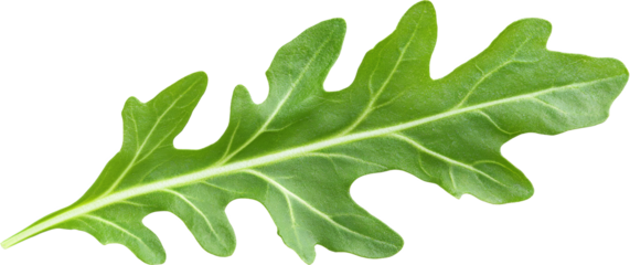 a rocket leaf 