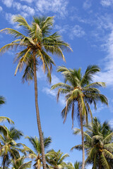 palm trees against blue sky