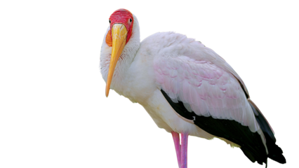close up of yellow billed stork