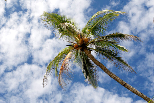 palm tree and blue sky