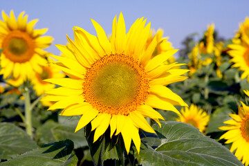 sunflower in the field