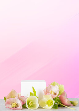 White cube surrounded by pastel spring flowers hellebores on soft pink gradient background. Perfect for cosmetic product display, skincare branding, or packaging mockup. Copy space