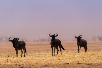 wildebeest from Africa in nature