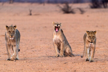 desert lion from africa namibia