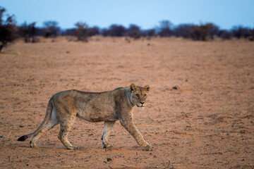desert lion from africa namibia
