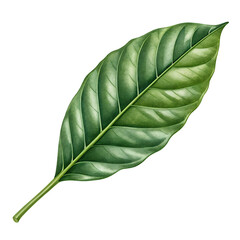 Obraz premium isolated on a transparent background png