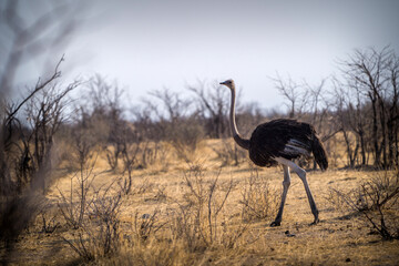 Ostrich The Savannah Africa