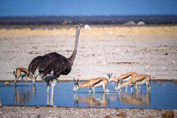 Ostrich The Savannah Africa