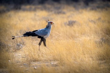 Secretarybird