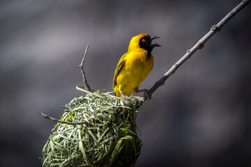 weaver bird in africa namibia