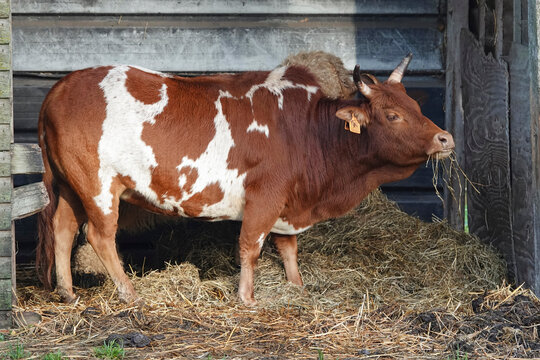 A brown and white patterned Ankole-Watusi cow standing in a wooden structure eating hay. It is a beautiful and sunny day.
