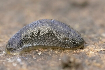 A terrestrial slug rests on a coarse surface, showcasing its textured skin and elongated form in a natural environment, shot close-up.
