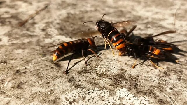 오래된 패널 위의 이끼와 유인 꿀을 먹는 장수말벌과 등검은말벌 8 Asian Giant Hornet and Yellow-legged Hornet feeding on moss and bait honey on an old panel