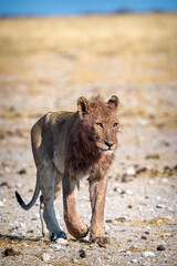 desert lion from africa namibia