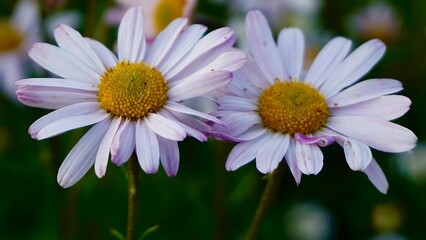 Fototapeta premium daisies in the garden, Close-up of a beautiful purple daisy flower with a bright yellow center in full bloom against green blurred background 