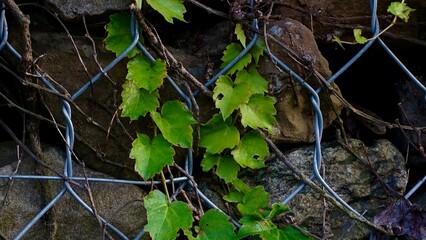 ivy on the fence, Green climbing plant with fresh leaves growing through a metal wire fence and stone wall.