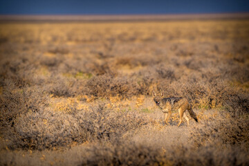 Black-backed jackal namibie in africa