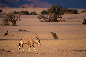 gemsbok in africa on the savannah