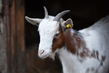 Domestic goat or dwarf goat, brown and white spotted