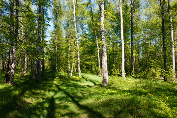 Serene birch grove bathed in warm spring sunlight, showcasing lush green foliage and dappled shadows on a tranquil woodland path