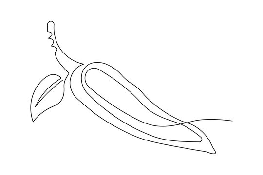 Modern Hot chili continuous one line minimalist outline artwork
