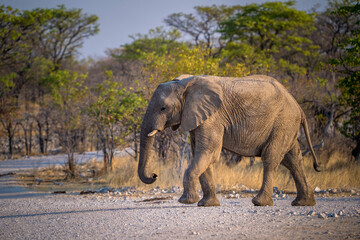Fototapeta premium African elephant in namibia in africa