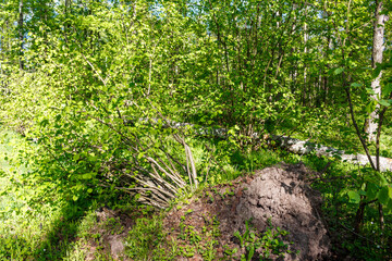 Fallen birch log and lush hazelnut bush lie amidst vibrant green spring forest foliage, showcasing nature's cycle of decay and new life