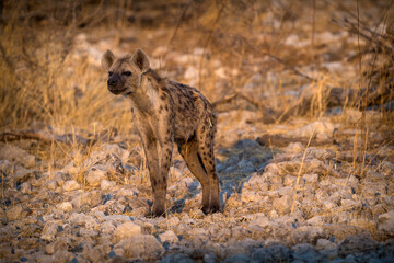 Fototapeta premium spotted hyenas namibia in africa on safari