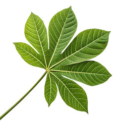 Obraz premium isolated on a transparent background png