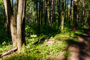 Obraz premium Verdant forest floor glows under dappled sunlight, highlighting robust tree trunks and a winding dirt path. Nature's fresh vitality in May