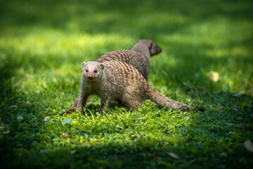Mongoose in Africa on a meadow