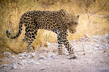 spotted leopard in nature in africa