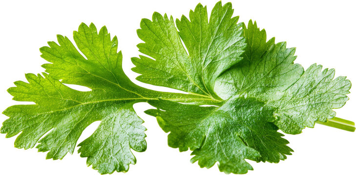 Coriander