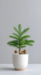 Simple minimalist christmas pine tree plant in white pot. calm and festive holiday decoration for home with natural ornaments on clean gray background