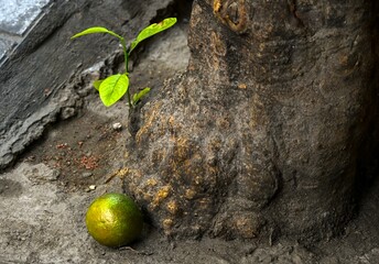 Fallen orange and new sprout beside an old tree
