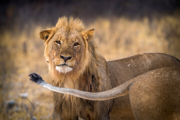 desert lion from africa namibia