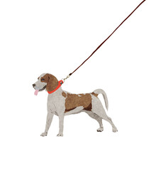 Ilustracja mały pies wyżeł na smyczy białe tło. Hand made drawing.   © Monika