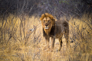 desert lion from africa namibia