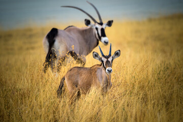 gemsbok with young in africa