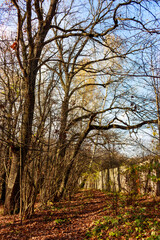 Fototapeta premium A tranquil autumn stroll path through a wood. Majestic, leafless trees with twisted limbs stand tall, silhouetted against a vibrant blue sky. A blanket of fall leaves covers the floor
