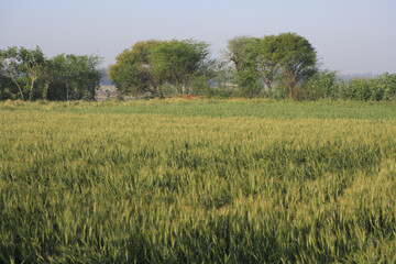 Fototapeta premium green wheat field