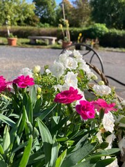 Bunte Blumen in einem Bauerncafe in Boltenhagen	