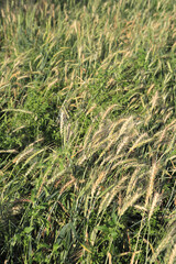green wheat in the wind